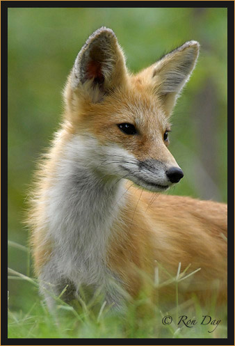 Red Fox, (Vulpes vulpes)